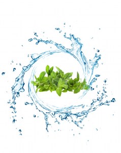 Ανθόνερο Μελισσόχορτο Βιολογικό 